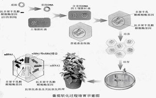 31.现代生物技术在动植物育种工作中均发挥了巨大的作用.请回答有关问题 番茄营养丰富.是人们喜爱的一类果蔬.但普通番茄细胞中含有多聚半乳糖醛酸酶基因.控制细胞产生多聚半乳糖醛酸酶