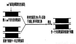 利用 基因敲除 技术.能 敲除 dna上的特定基因.该技术的主要过程示意图如下 1 胚胎干细胞可从小白鼠的 中分离得到. 2 neor基因插入靶基因使用的工具酶是