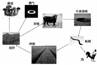 下图甲为某淡水生态系统的能量金字塔简图,其中i ⅱ 高中生物试题 组卷网