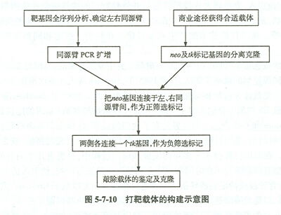 基因敲除技术