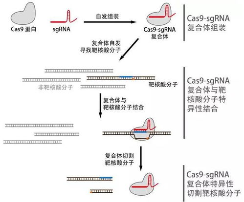 crispr体外诊断技术行业研究