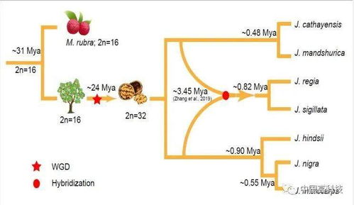 前沿科技 中国林科院等科学家合作在核桃参考基因组序列研究中取得重要进展