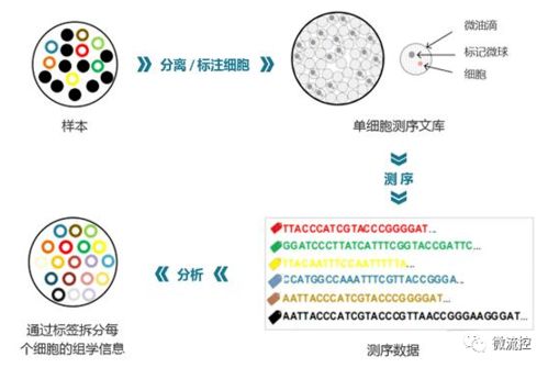 研发液滴微流控单细胞测序平台,万乘基因完成数千万元pre a轮融资