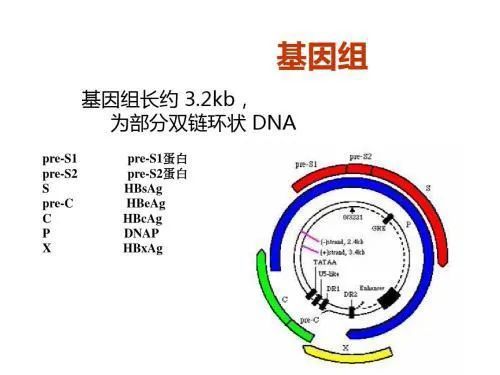 乙肝全球科研人员关注,几拷贝cccdna,就足以启动hbv