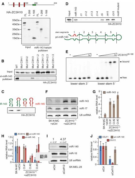 如何运用crispr cas9基因编辑技术发高分文章