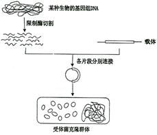 结合下列曲线.分析有关无机物在生物体内含量的说法 a.曲线①可表示人一生中自由水与结合水的比值随年龄变化的曲线 b.曲线②可表示细胞呼吸速率随自由水与 青夏教育精英家教网