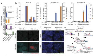 福利 crispr cas9 系统的深度解析 iii 基因编辑技术研究策略 ncrna