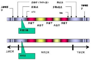 西北农林科大研发牛羊基因定点精确编辑技术