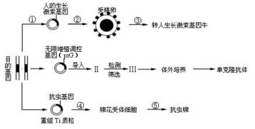 应用生物工程技术获得人们需要的生物新品种或新产品 请据图回答下列问题 1 在培育转人生长激素基因牛过程中,②过程常用的方法是 ,采用