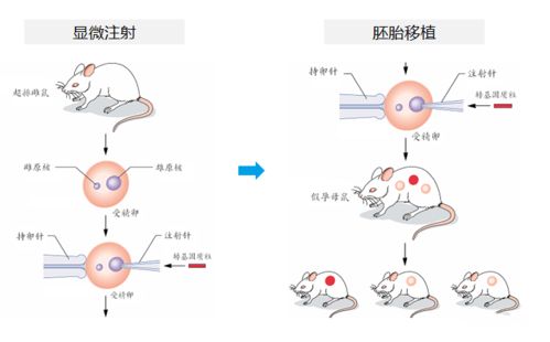 基因编辑技术动物实验胚胎移植 飞凡检测