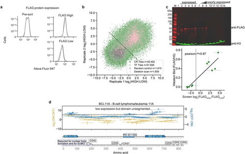 科学家实现人类转录效应结构域的大规模测绘和诱变