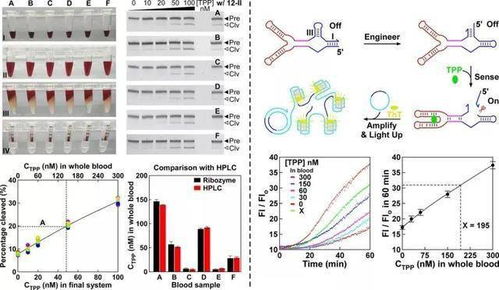 脑科学日报 利用基因编辑技术在猕猴上复制出孤独症行为学表型