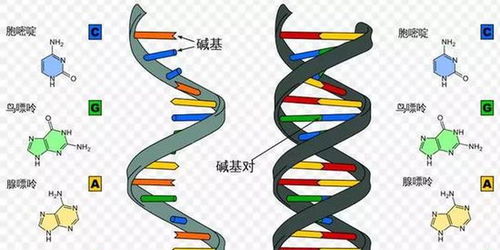 病毒把祖传基因写入我们体内,却让我们更好地活着