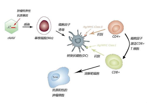 肿瘤生物基因靶向疗法