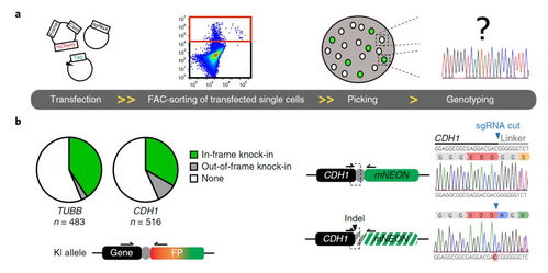 nature cell biology 新技术crispr hot可在类器官中实现快速有效的基因敲入