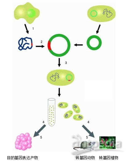 genecopoeia基因克隆技术相关研究